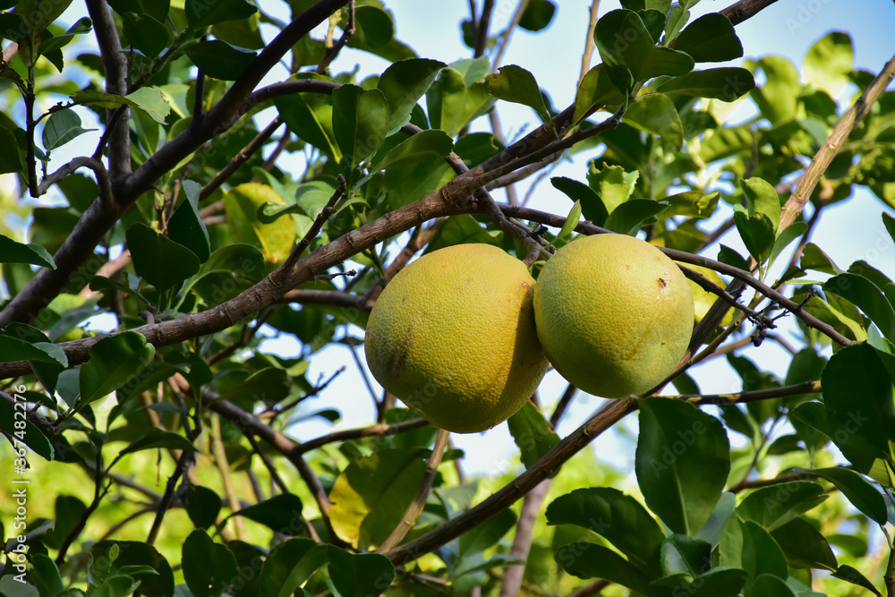 Pomelo fruit hanging on its branches in pomelo garden. Pomelo fruit hanging on its branches in pomelo garden.