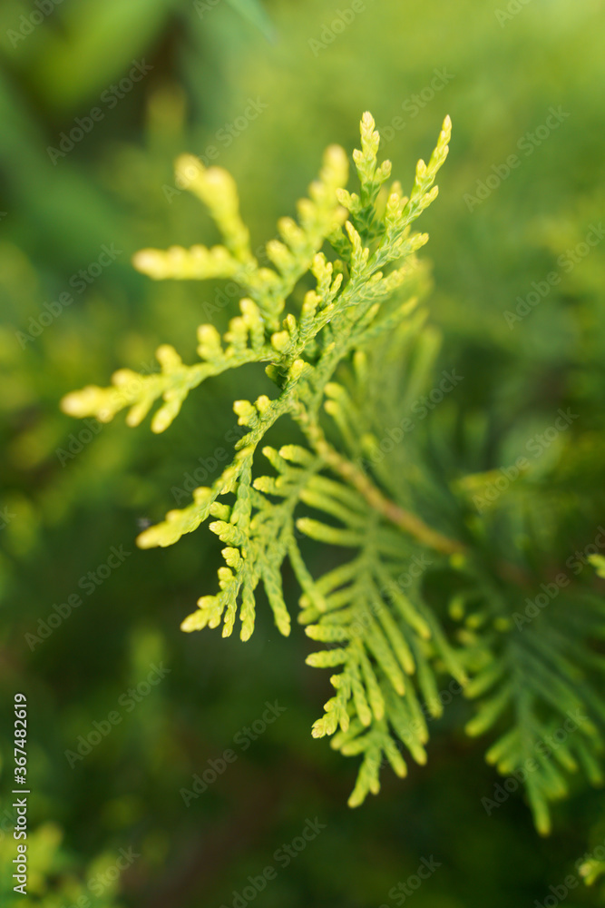 Bud of pion flower with rain drop on green blurry background . High quality photo Bud of pion flower with rain drop on green blurry background . High quality photo