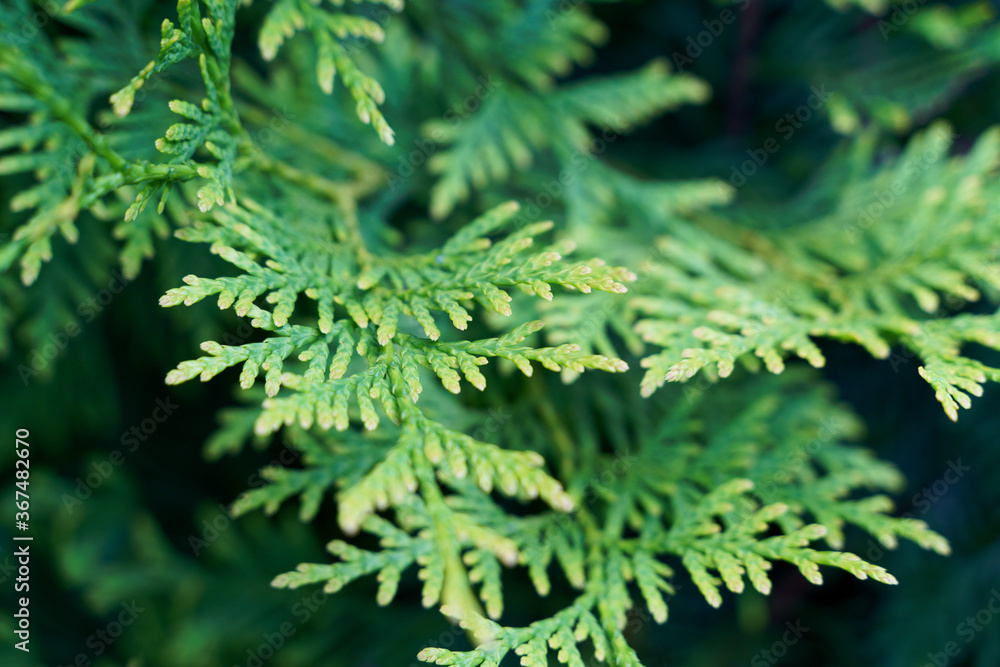 thuja green tree macro . High quality photo thuja green tree macro . High quality photo