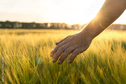 Barley sprouts in a farmer's hand.Farmer Walking Through Field Checking barley Crop