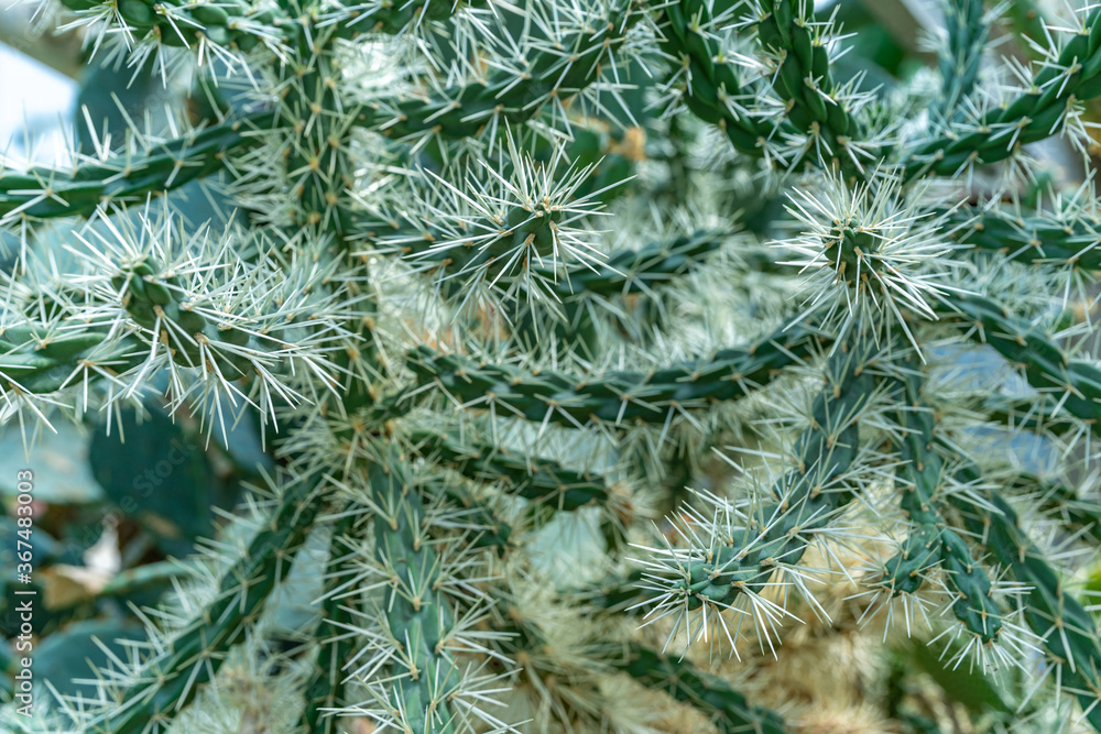 close up shot of a cactus close up shot of a cactus