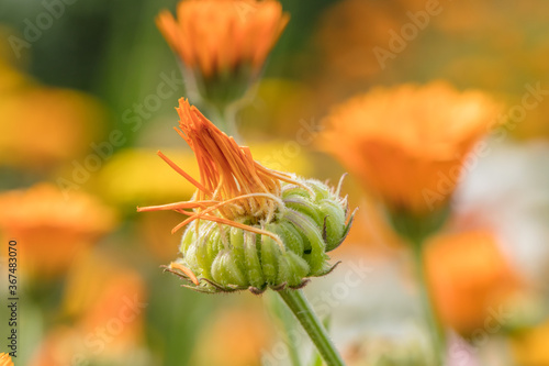 sommerfarben photo