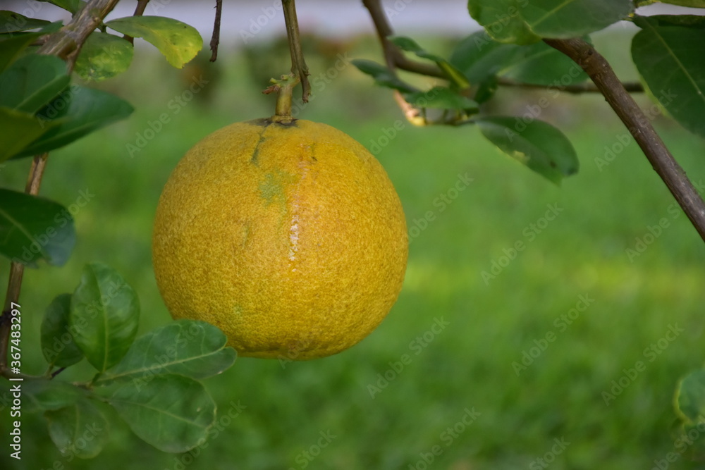 Pomelo fruit hanging on its branches in pomelo garden. Pomelo fruit hanging on its branches in pomelo garden.