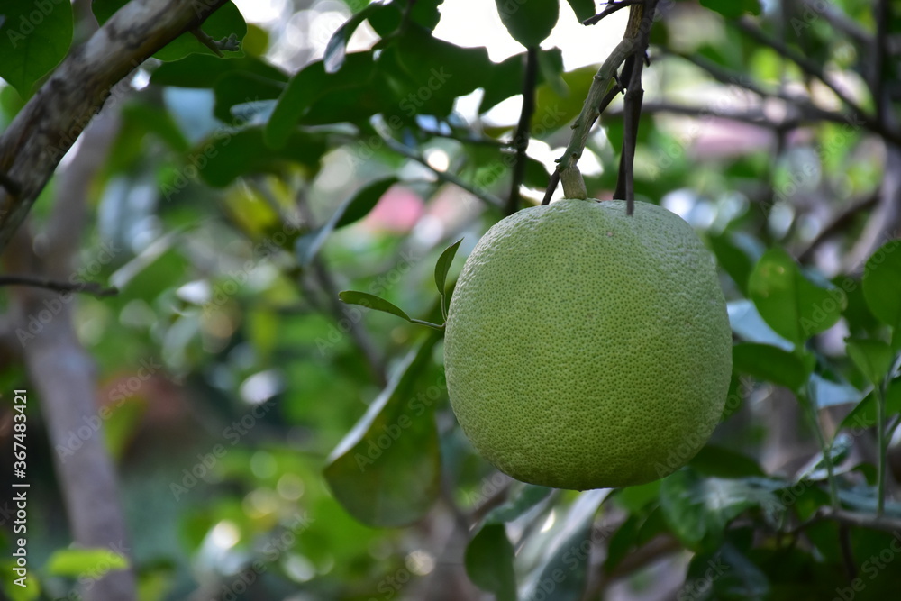 Pomelo fruit hanging on its branches in pomelo garden. Pomelo fruit hanging on its branches in pomelo garden.