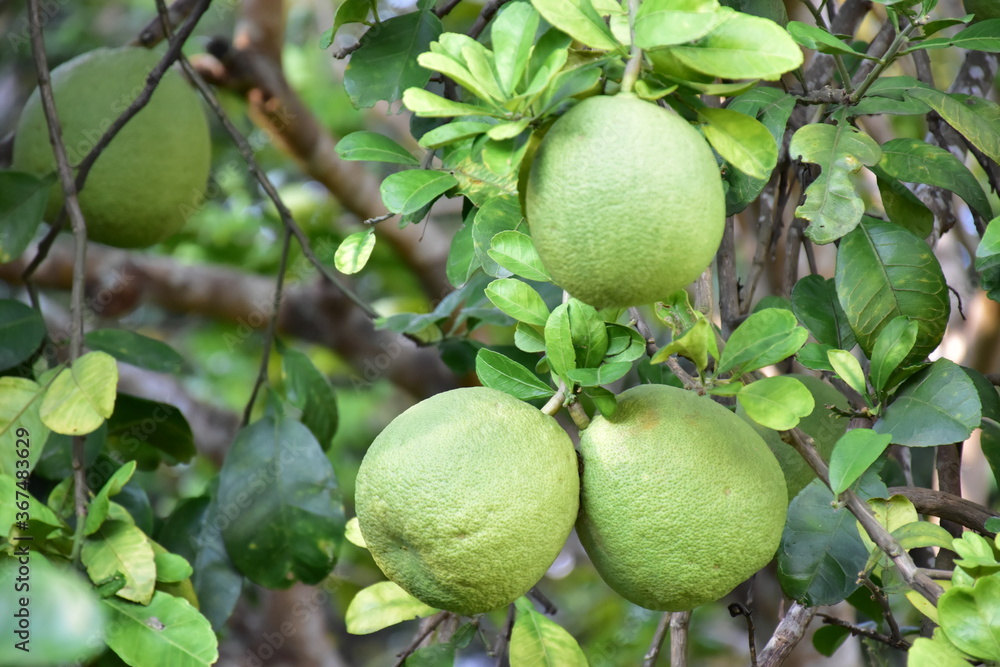 Pomelo fruit hanging on its branches in pomelo garden. Pomelo fruit hanging on its branches in pomelo garden.