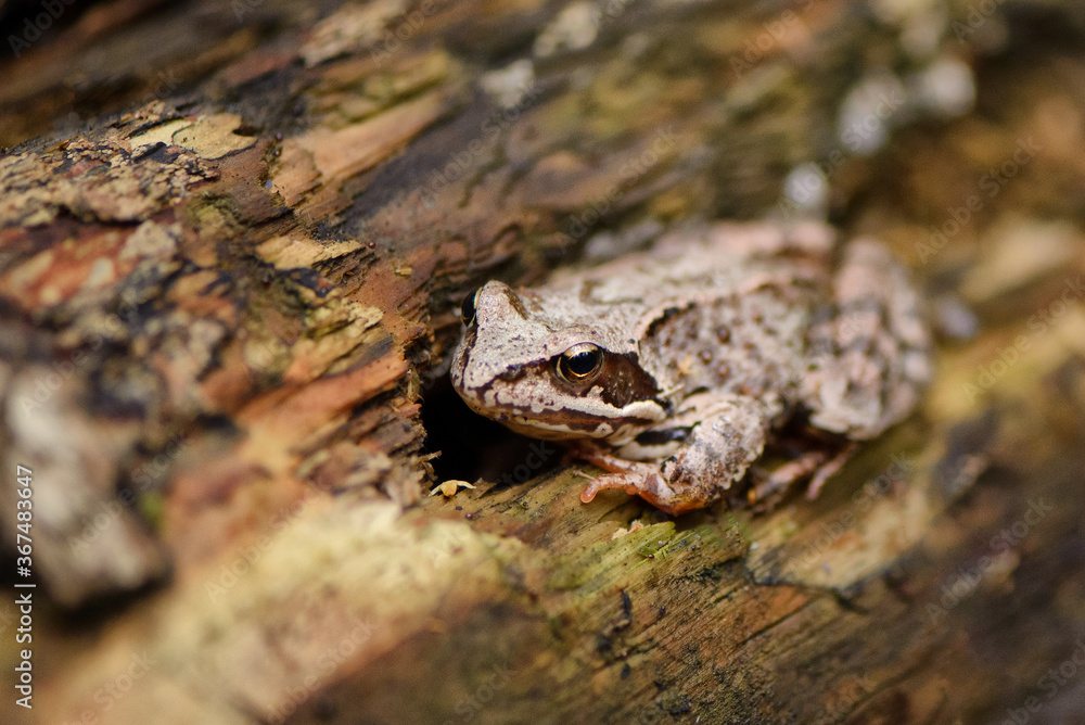 forest frog disguises itself in the bark of a tree forest frog disguises itself in the bark of a tree