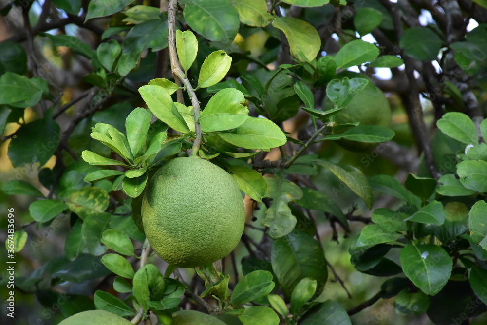 Pomelo fruit hanging on its branches in pomelo garden. Pomelo fruit hanging on its branches in pomelo garden.