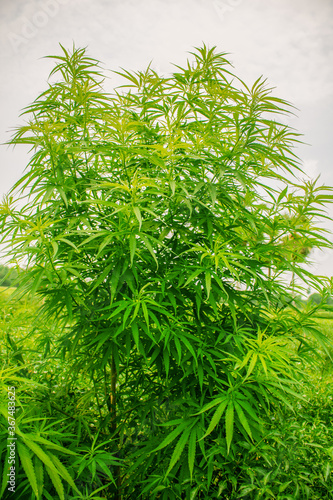 The Cannabis tree