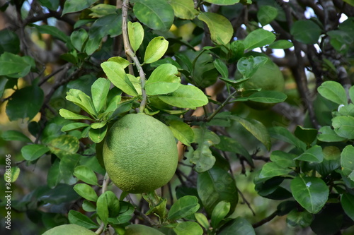 Pomelo fruit hanging on its branches in pomelo garden.