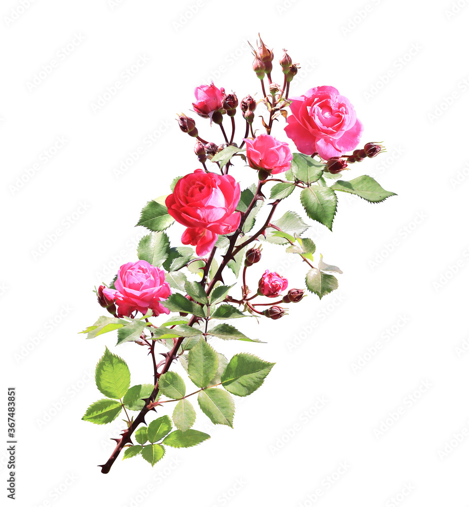 Fototapeta premium Branch of Climbing rose with red flowers
