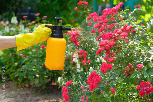 Spraying rose flowers in the garden. Gardener using spray bottle with insecticide. Pest control concept.