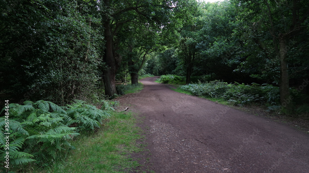 Fototapeta premium road in the woods