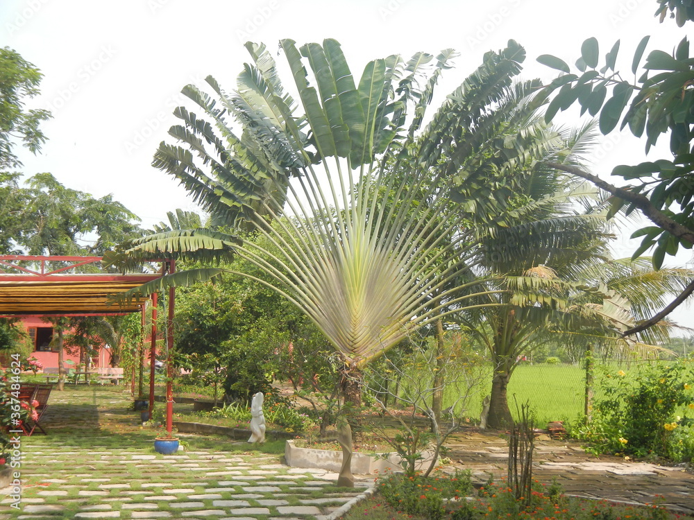 Fototapeta premium Palmen