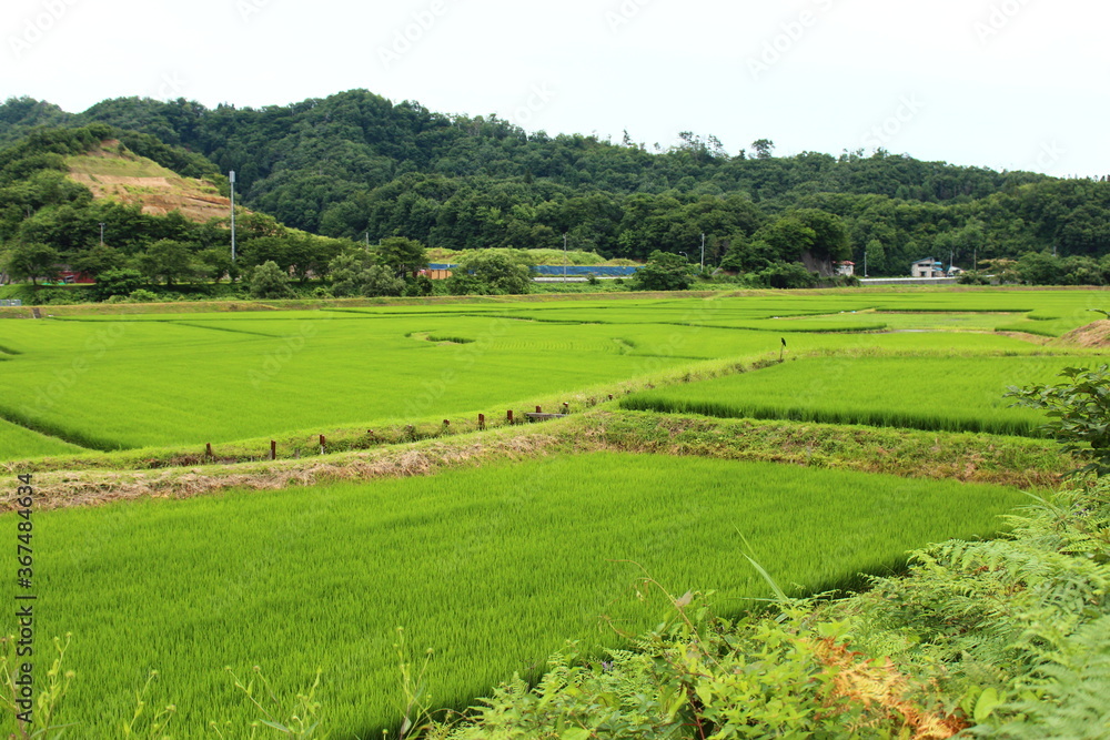 農村　風景