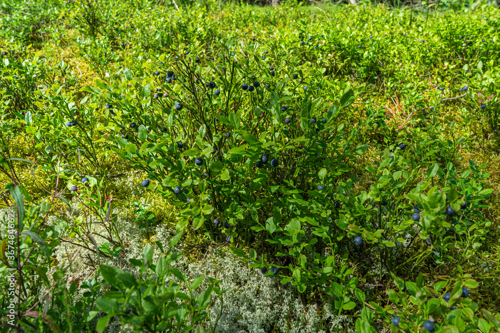 a Bush with blueberries. A clearing in the forest where ripe blueberries grow. a Bush with blueberries. A clearing in the forest where ripe blueberries grow.