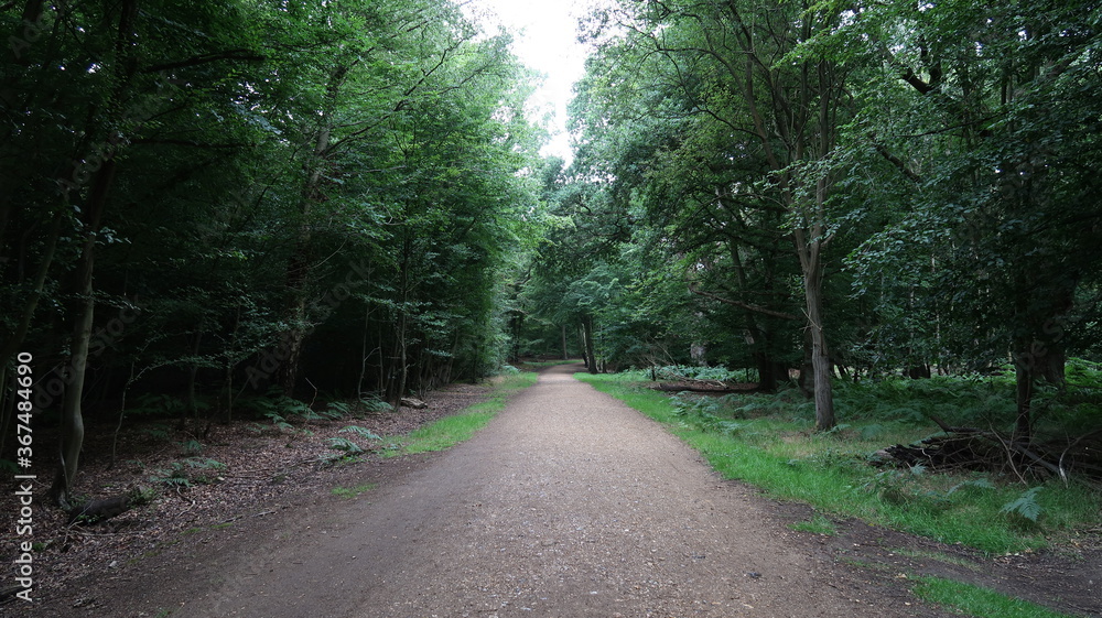 Obraz premium road in the woods