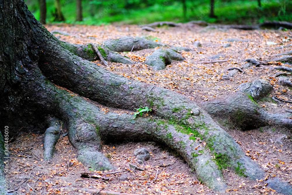 The roots of the pine trees sticking out of the ground. The roots of the pine trees sticking out of the ground.