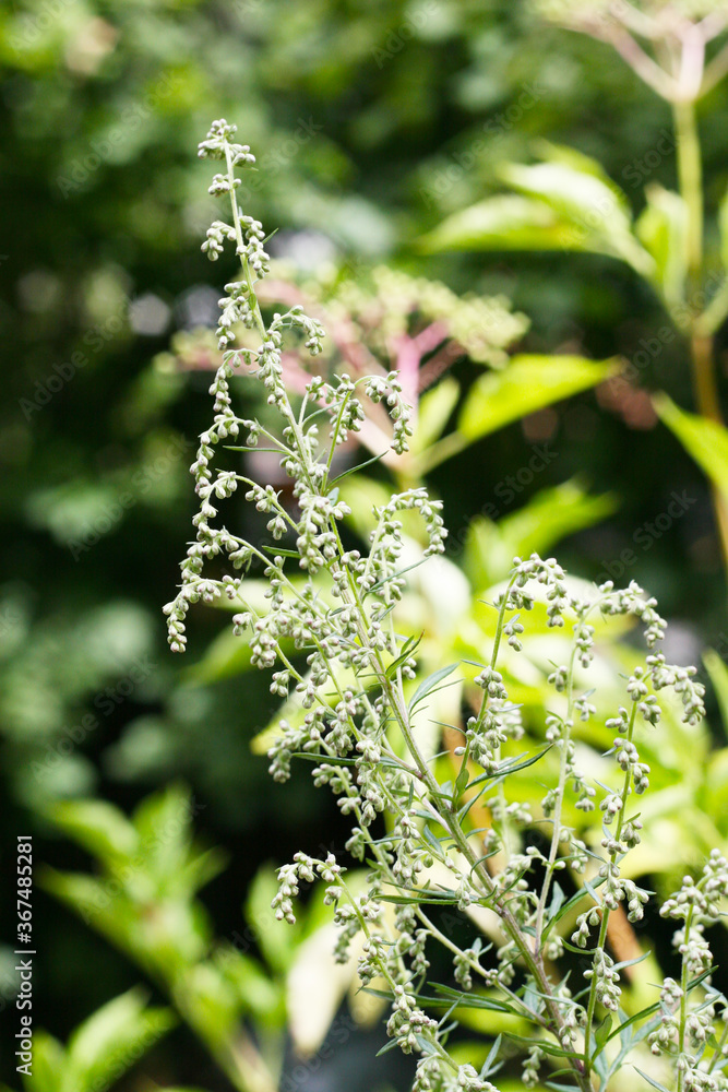 Knospen der Beifussesblüte (Artemisia vulgaris) Beifuss kurz vor der
