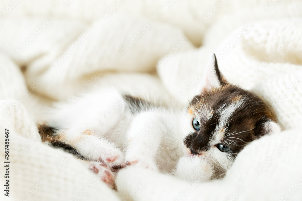 Fototapeta premium small tricolor kitten covered with a white woolen blanket