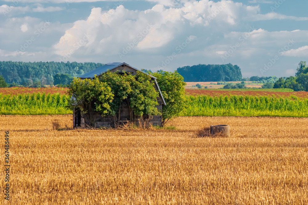 Lonely barn on the harvested field.