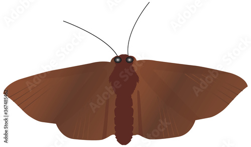 Brown Moth with wings spread vector