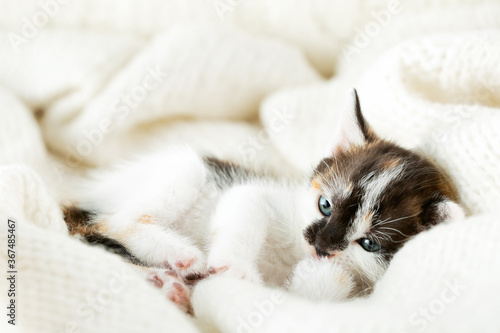 small tricolor kitten covered with a white woolen blanket © NadinD