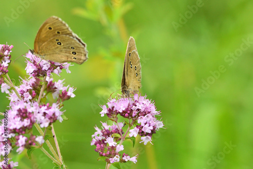Satyrinae butterfly and bee sitting together on origanum flower