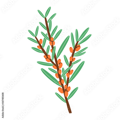 Little branch with sea buckthorn berries, vector illustration
