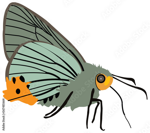 Indian awlking butterfly, Choaspes benjaminii