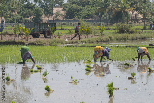 Vászonkép Workers undertaking the backbreaking task of sowing young rice plants in a paddy field in Tamil Nadu state