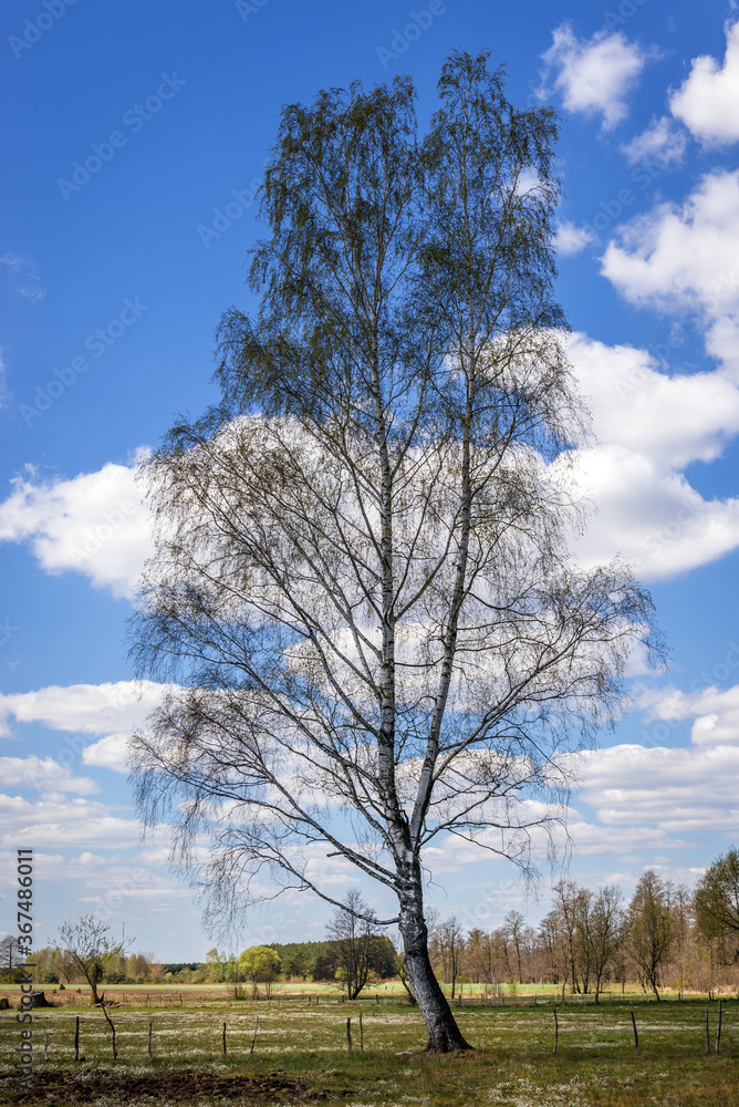 Fototapeta premium Signe birch on a pasturage in Mazowsze region of Poland