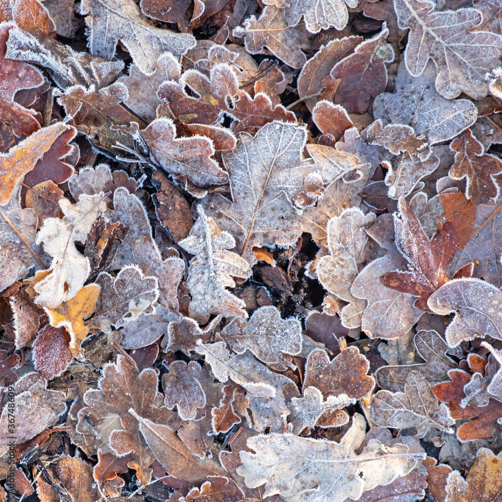 Frosted leaves littering the ground during winter in UK