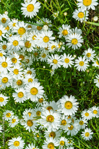 Chamomile flowers daisies, wildflowers, chamomile flowers. close up. photo