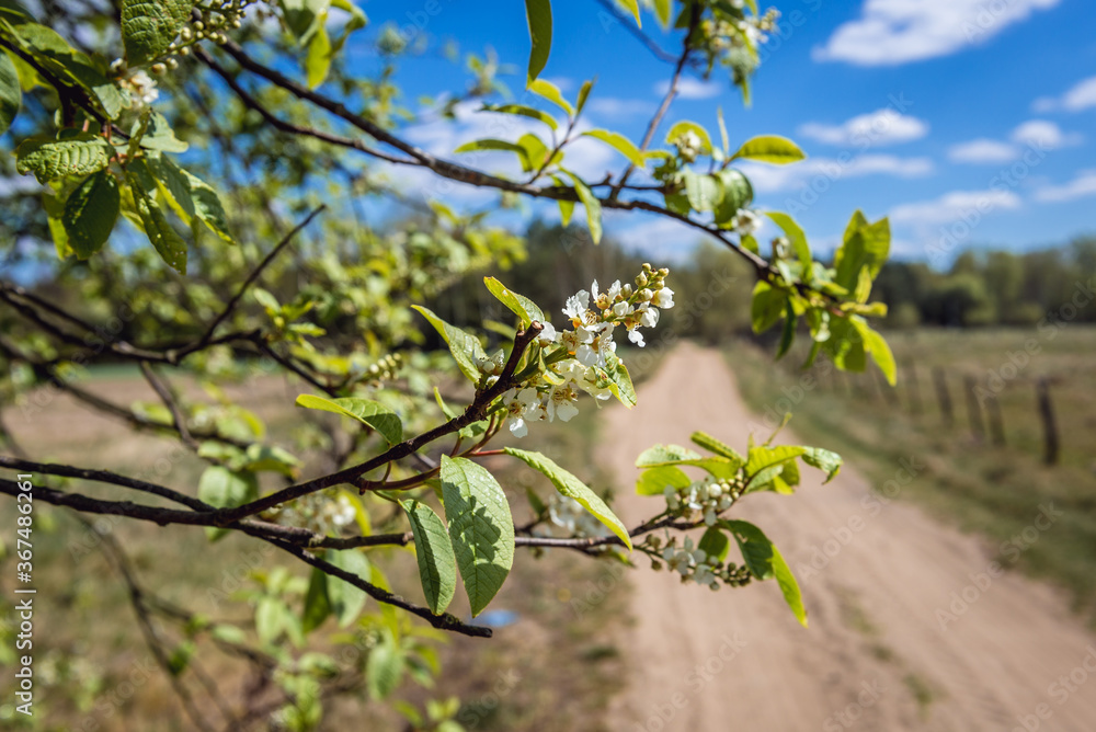 Springtime flowers on a tree in Mazowsze region of Poland Springtime flowers on a tree in Mazowsze region of Poland