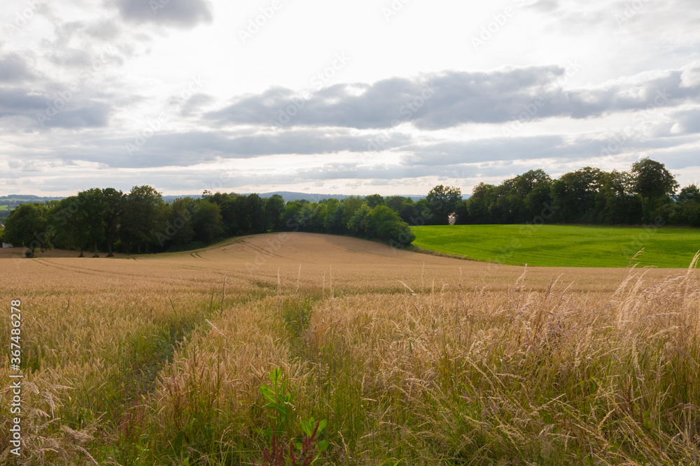 Obraz premium Beautiful wheat field landscape. Tractor traces. Agricultural land.