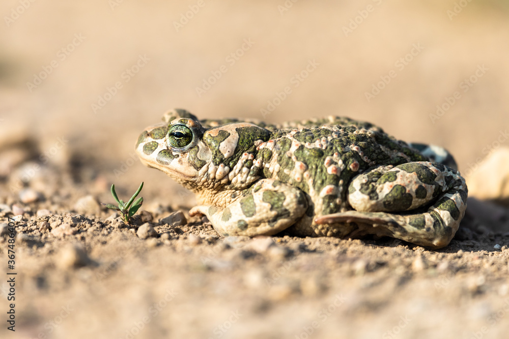 Fototapeta premium Beautiful european green toad Bufo viridis