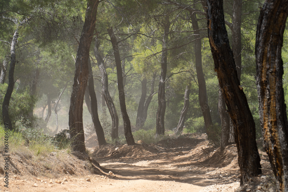 Empty dirt road in Mediterranean pine forest Empty dirt road in Mediterranean pine forest