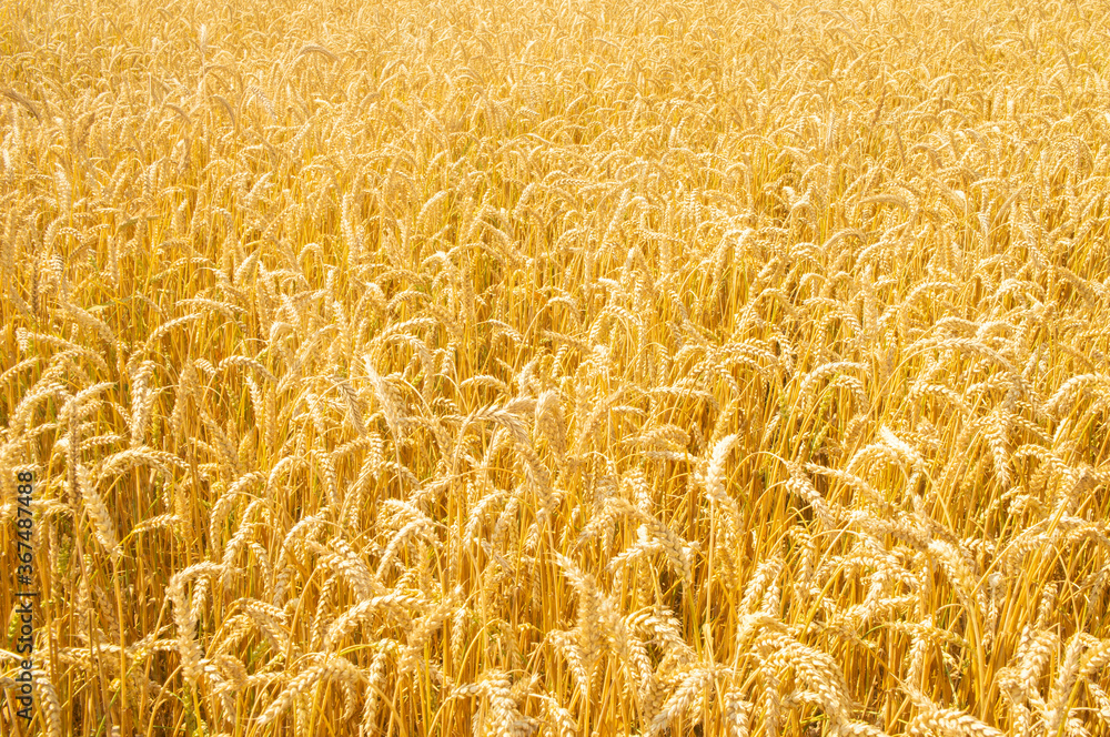 Texture of yellow beautiful spikelets of rye in a rural field close up Texture of yellow beautiful spikelets of rye in a rural field close up