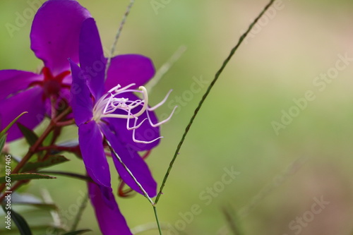 butterfly on purple flower