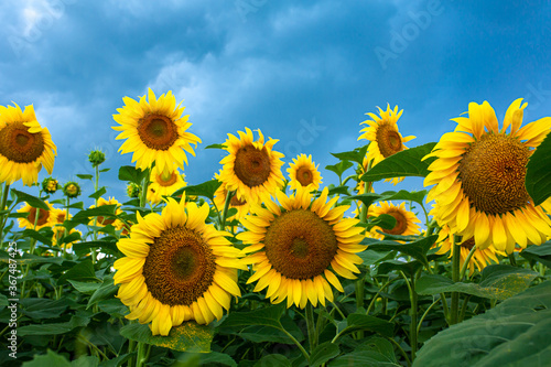 A field of sunflowers before the rain. Black rain clouds over a field of sunflowers