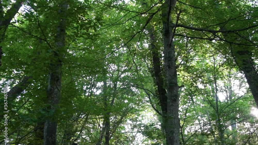 green forest in summer time green forest in summer time