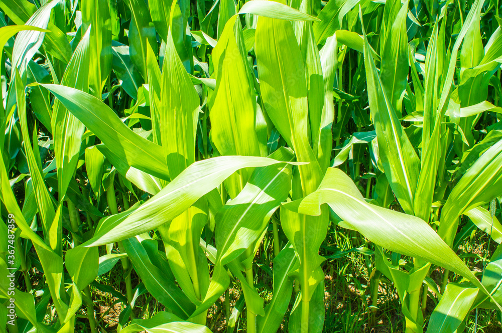 American cornfield with large leaves of ripe corn American cornfield with large leaves of ripe corn