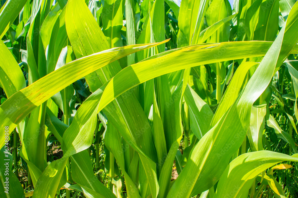 Fototapeta premium American cornfield with large leaves of ripe corn
