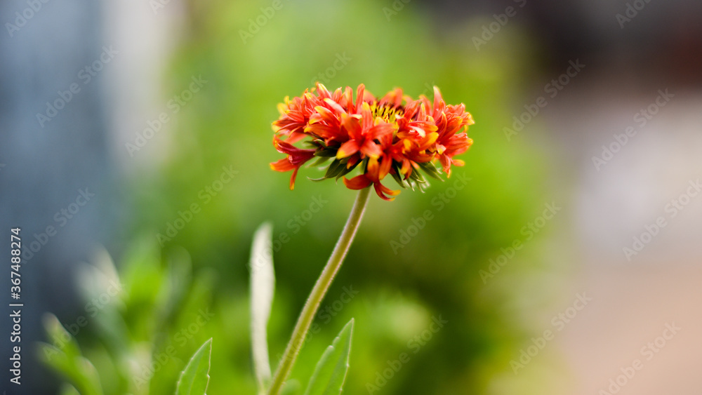 Fanfare Blanket Flower or Blanket flower or Indian Blanket flower ( Gaillardia Fanfare) Fanfare Blanket Flower or Blanket flower or Indian Blanket flower ( Gaillardia Fanfare)