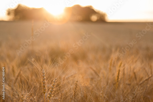 spikelets of wheat close-up in the rays of the setting sun