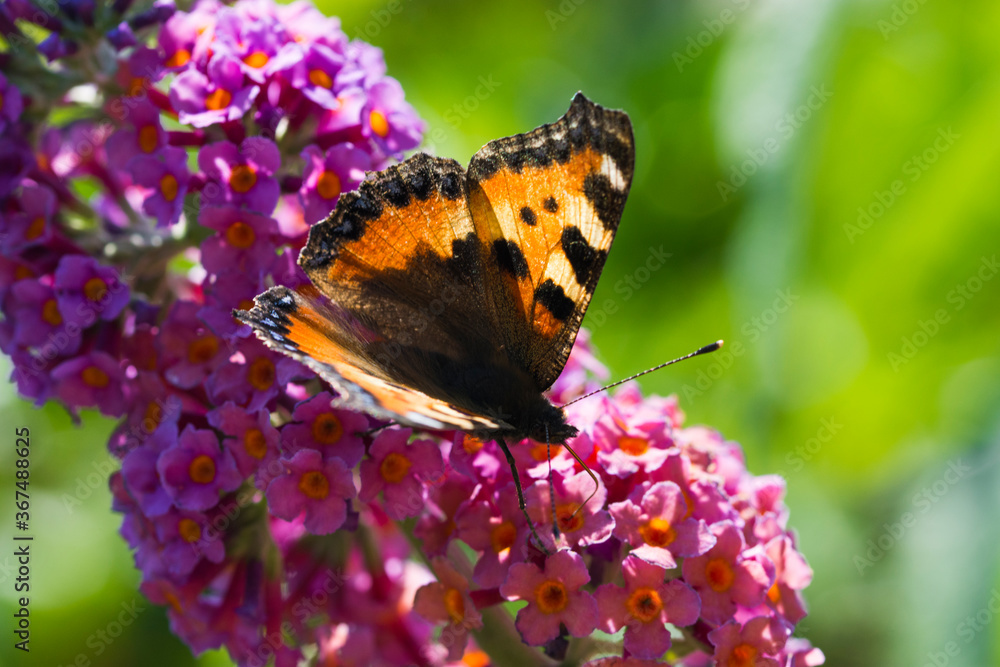Fototapeta premium Beautiful butterfly Aglais urticae, in the garden with light purple flowers.