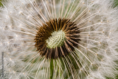 Spring flowers. Spring background. Macro photo of white dandelion cut flower on nature ground background