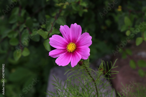 Flowers - Cosmos flowers blooming in the garden