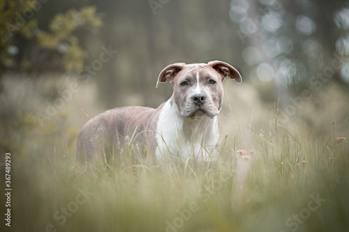 Portrait of a four month old American Staffordshire Terrier puppy in the heather