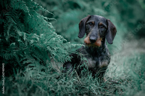 Portrait of a dachshund in the forest